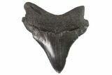 Serrated, Juvenile Megalodon Tooth - Georgia #90738-1